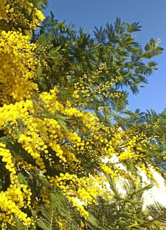 IMG_20240212_162710X2.jpg, févr. 2024