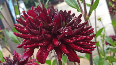 IMG_20240726_172903X1.jpg, août 2024