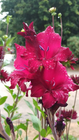 IMG_20240726_172912X2.jpg, août 2024