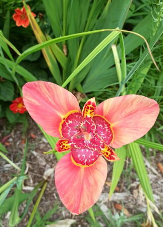 IMG_20240804_100006X2.jpg, août 2024