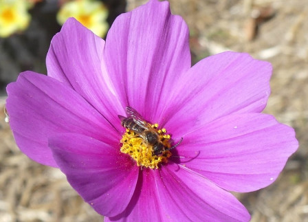 P1030931X4.JPG, août 2023