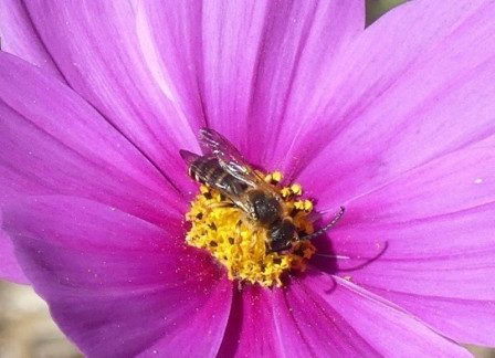 P1030931X5.JPG, août 2023