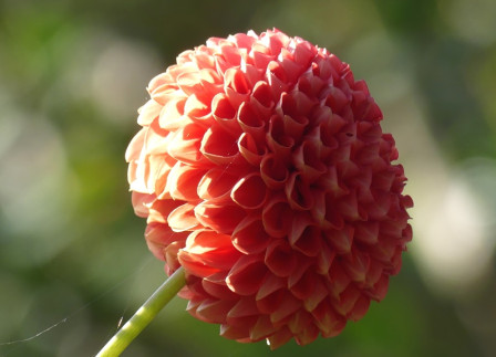 P1050434X3.JPG, sept. 2023