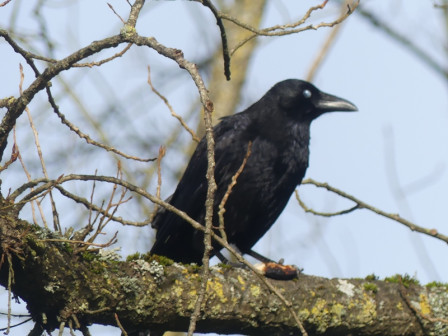 P1060302.JPG, févr. 2024