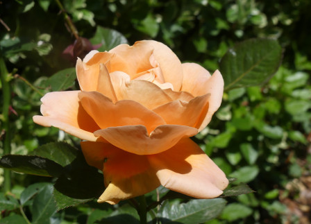 P1070641.JPG, juil. 2024