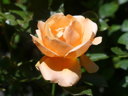 P1070653.JPG, juil. 2024