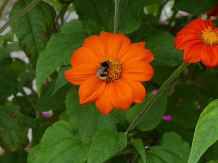 P1070957.JPG, juil. 2024