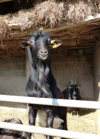 P1080123X1.JPG, août 2025