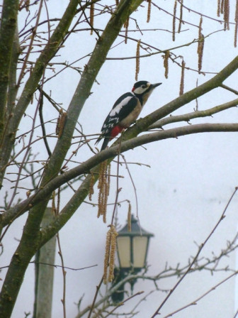 pic004_m.jpg, mars 2024