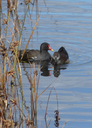 P1040947X2.JPG, oct. 2023