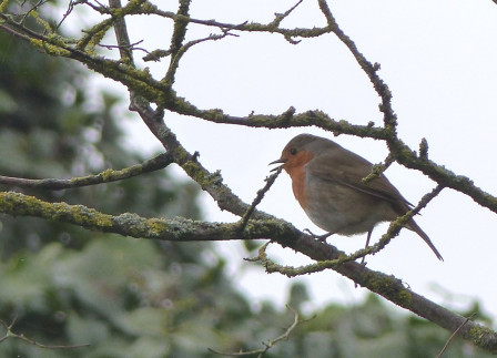 147660179_1145360335902014_4754600354620615401_n.jpg, févr. 2025