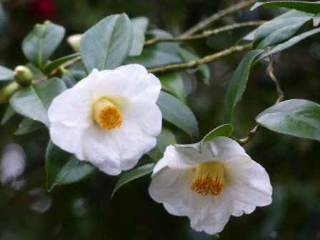 475239483_2098396070598431_4511746955257884436_n.jpg, févr. 2025