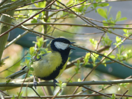 56696947_662912087480177_7400277248562954240_n.jpg, févr. 2025