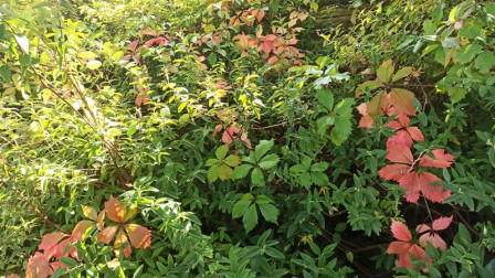 IMG_20231005_143017X1.jpg, oct. 2023