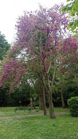 IMG_20250418_130757.jpg, avr. 2025