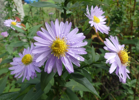 P1000607X1.JPG, oct. 2024