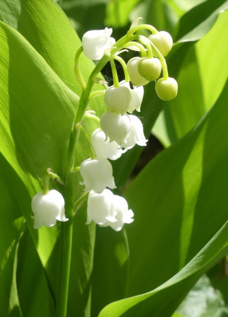 P1060581.JPG, avr. 2024