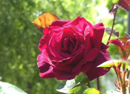 P1060601X4.JPG, mai 2024