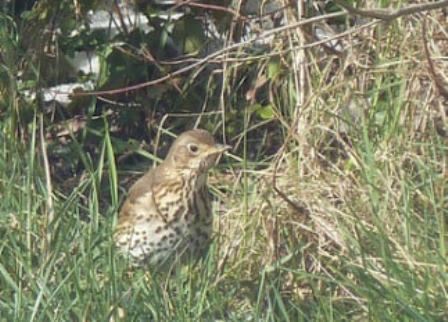 150203605_1149219518849429_4912752587080491696_n.jpg, mars 2025