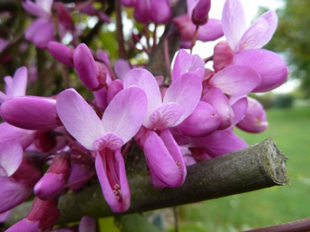 2012-05-06_Oiseau-Fleurs_022x1_m.jpg, avr. 2025