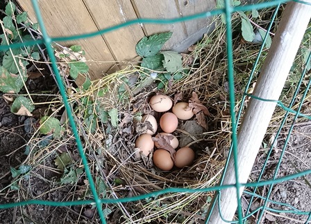 IMG_20231009_173555X2.jpg, oct. 2023