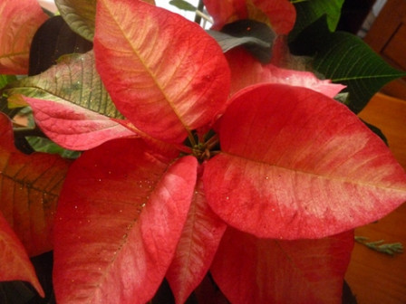 poinsetia