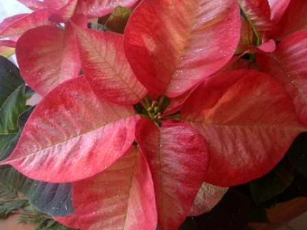 poinsetia2