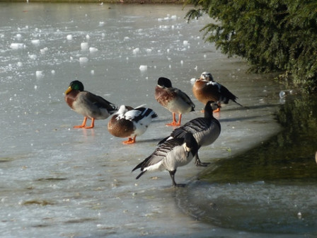 canards-Jardin des plantes