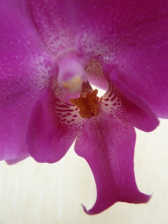 Orchidée 2-1
