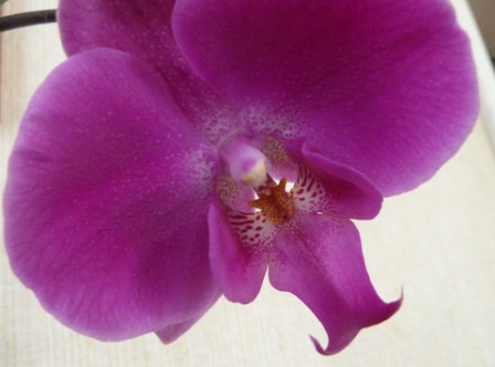 Orchidée 1
