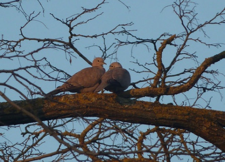 Deux-tourterelles