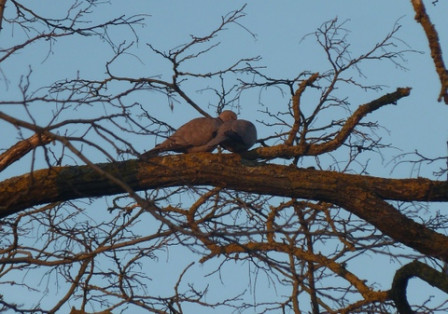 Deux-tourterelles2