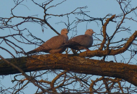 Deux-tourterelles3