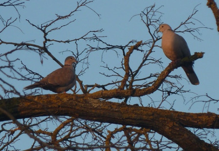 Deux-tourterelles4