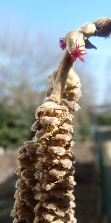 fleurs-noisetier4, mar. 2012 fleurs-noisetier4