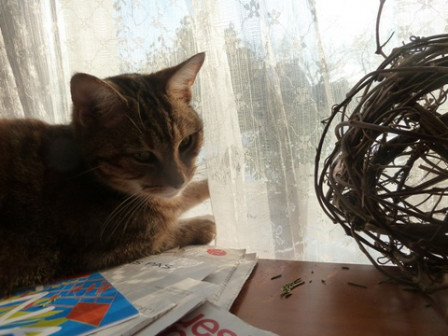 Chatte-Neige2, fév. 2012 Chatte-Neige2