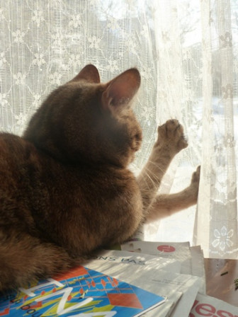 Chatte-Neige3, fév. 2012 Chatte-Neige3