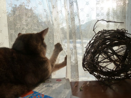 Chatte-Neige4, fév. 2012 Chatte-Neige4