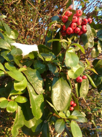 Baies-rouges, fév. 2012 Baies-rouges