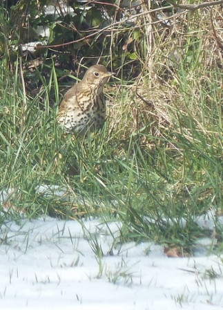 Grive-musicienne2, fév. 2012 Grive-musicienne2