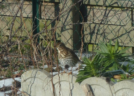 Grive-musicienne5, fév. 2012 Grive-musicienne5