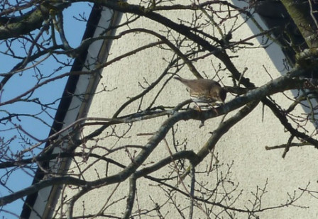 Grive-musicienne7, fév. 2012 Grive-musicienne7