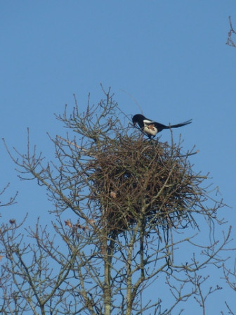 Pie-1, fév. 2012 Pie-1