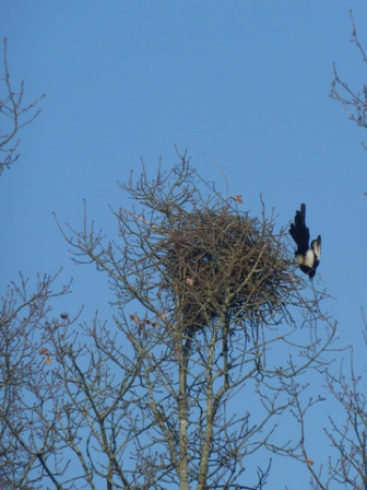 Pie2, fév. 2012 Pie2