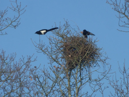 pie3, fév. 2012 pie3