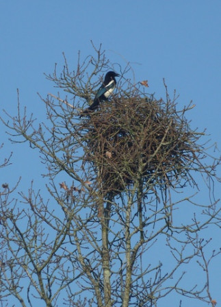 pie5, fév. 2012 pie5