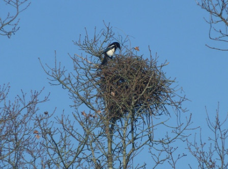 pie4, fév. 2012 pie4