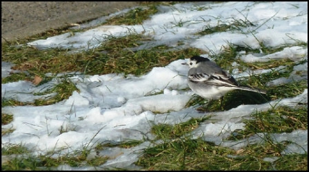 bergeronnette, fév. 2012 bergeronnette