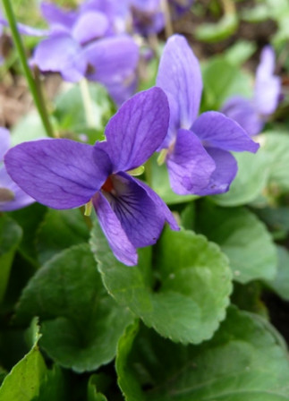 violette2, mar. 2012 violette2