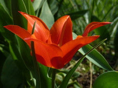 tulipe1